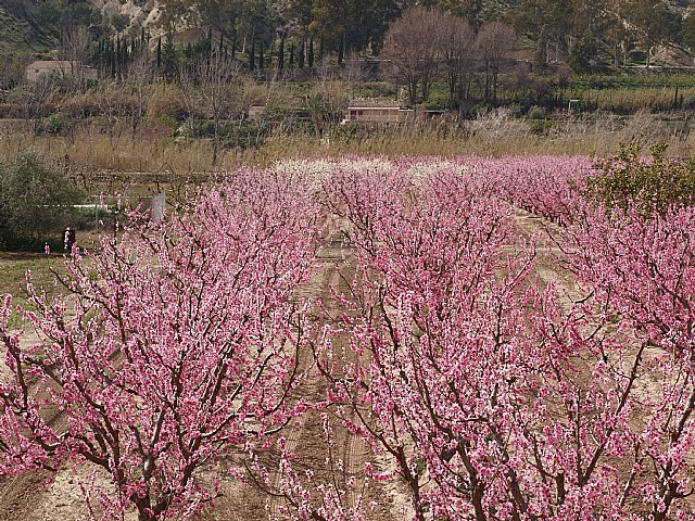 Floracin de Cieza -  El Caico - 18